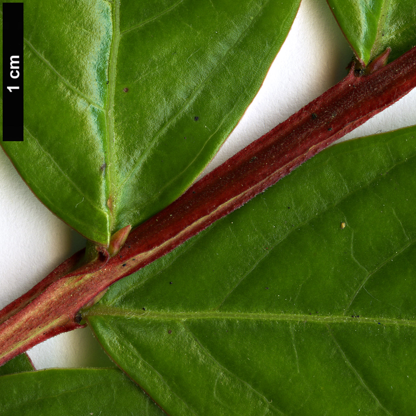 High resolution image: Family: Lythraceae - Genus: Lagerstroemia - Taxon: indica - SpeciesSub: ’Fuchsia D’ete’